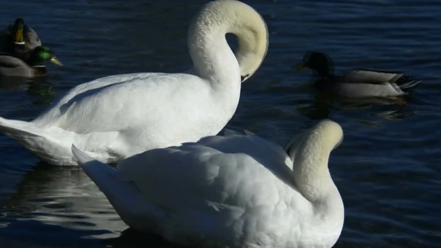 cigni in cerca di cibo