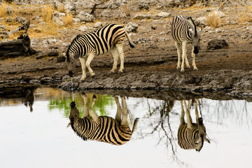 Fototapeta na wymiar Zebras and their reflections at the waterhole