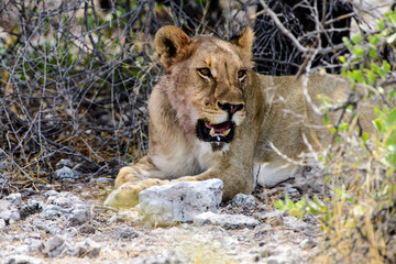 Close up of a lioness in the shade