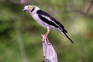 White crested helmet shrike