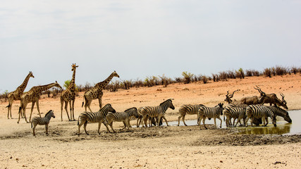 Animals congregate at the waterhole