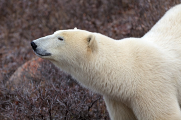 Eisbär