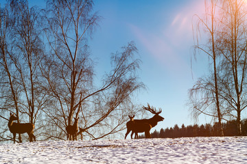 Wildtiere im Winter in einem Birkehain bei Sonnenuntergang