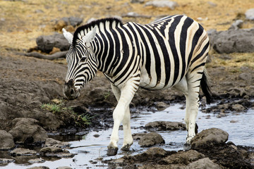 Fototapeta na wymiar Zebra leaving the waterhole