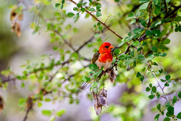 red headed weaver in a bush