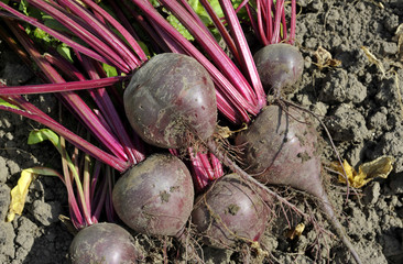 Beetroot
