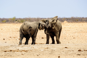 Elephants play fighting