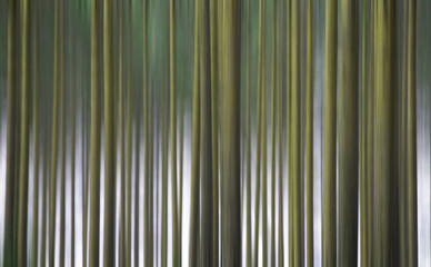 Forest with motion blur effect and tonal correction to yellow