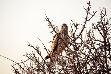 African marsh harrier in a bush