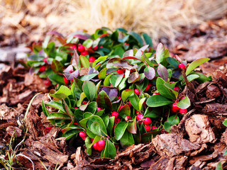 Gaultheria procumbens - eastern teaberry, the checkerberry, the boxberry,  the American wintergreen...