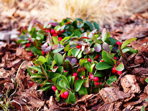 Gaultheria procumbens - eastern teaberry, the checkerberry, the boxberry,  the American wintergreen   