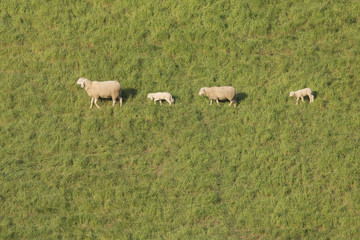 Obraz premium On the trot