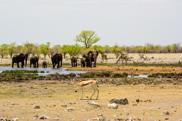 Safari vista