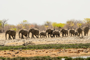 Elephant herd walking to the waterhole