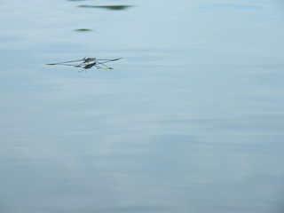 Skaters on the pond in the village