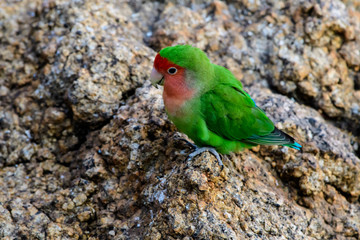 Rosy faced lovebird on a rock