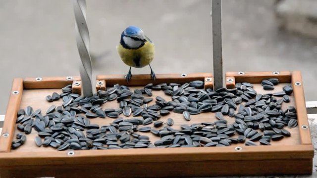 Feeding the birds..  Tit at the trough.