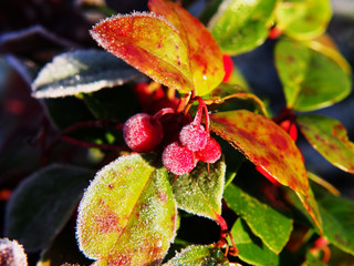 Naklejka na ściany i meble Gaultheria procumbens - eastern teaberry, the checkerberry, the boxberry, the American wintergreen 