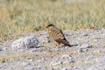 Greater Kestrel on the ground