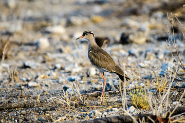 Crowned lapwing looking for food