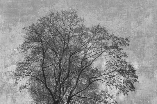 Tree silhouette on an abstract background. Art processing of photos, double exposure