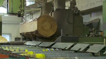 Segatura tronco di legno