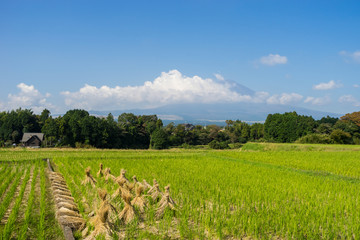 Mt. Fuji and autumn rural scenery