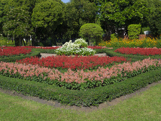 Colorful flowers in garden