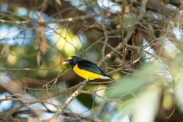 El pájaro está comiendo fruta.