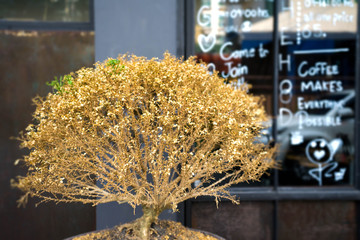 Dry small tree is in front of coffee shop