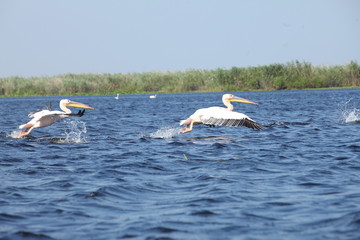 Flock of wild pelicans in the Danube Delta