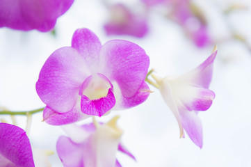 Naklejka na ściany i meble purple orchid flowers in the garden