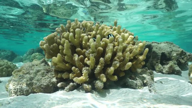 Cauliflower coral with tropical fish in shallow water, motionless underwater scene, Pacific ocean, French Polynesia, lagoon of Huahine island
