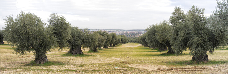 Panoramica de Campo de olivos