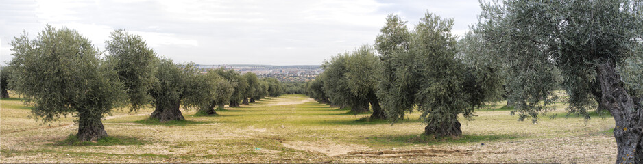 Panoramica de Campo de olivos