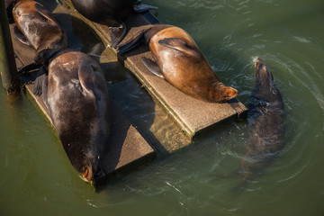 Sea Lions basking in the sun on floating docks.