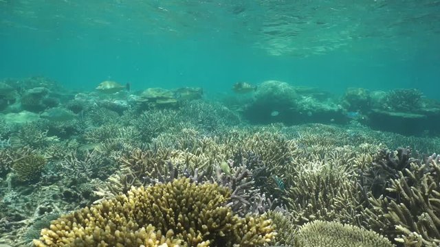 Healthy coral reef with tropical fish underwater, Pacific ocean, motionless scene, lagoon of Grand Terre island, New Caledonia
