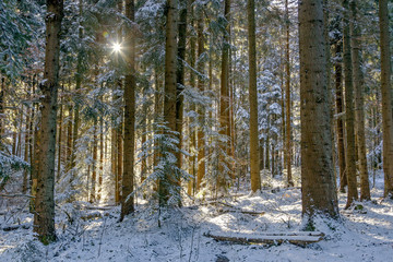 Naklejka premium Forest in snow