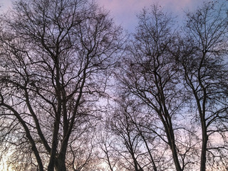 Fototapeta na wymiar tree silhouette over sunset
