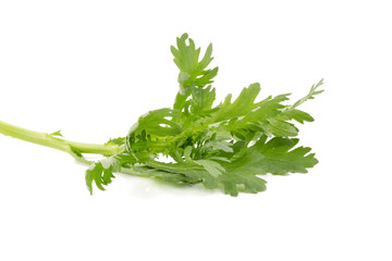 Chrysanthemum coronarium Isolated on white background.