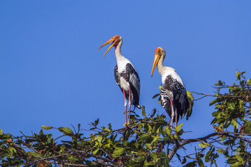 Fototapeta premium Painted Stork in Arugam bay lagoon, Sri Lanka