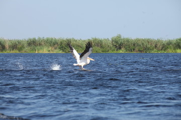 Fototapeta na wymiar Flock of wild pelicans in the Danube Delta