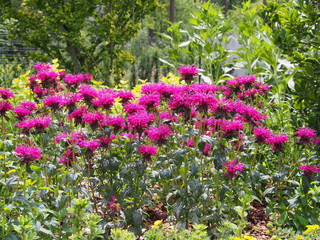Monarda (bee balm, horsemint, oswego tea, bergamot) in full bloom  