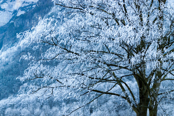 winter