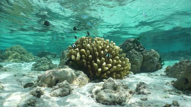 Underwater life in shallow water in the lagoon of Huahine island, cauliflower coral with tropical fish damselfishes, motionless scene, Pacific ocean, French Polynesia
