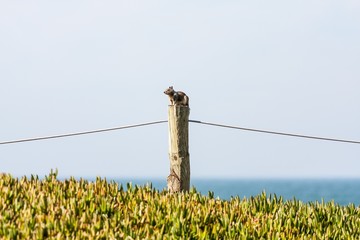 Squirrel outpost on wooden stake