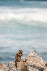 Squirrel outpost on rocky shore