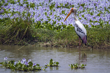 Painted Stork in Arugam bay lagoon, Sri Lanka