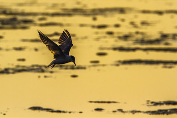 Whiskered Tern in Arugam bay lagoon, Sri Lanka