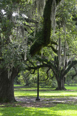Fototapeta premium New Orleans live oaks